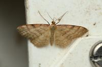Idaea humiliata