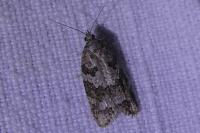 Cnephasia