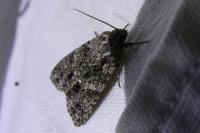 Acronicta rumicis