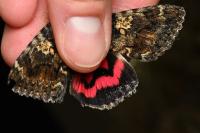 Catocala promissa