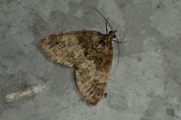 Hydriomena impluviata
