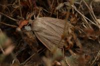 Mythimna pudorina