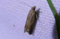 Pelochrista caecimaculana