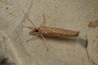 Pediasia contaminella