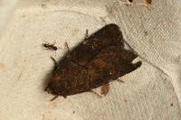 Rusina ferruginea
