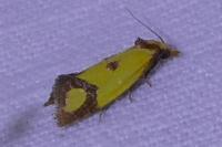 Agapeta zoegana