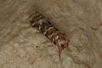 Dioryctria