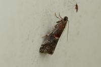 Acrobasis marmorea