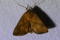 Apoda limacodes
