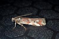 Pempelia palumbella