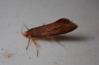 Crassa unitella