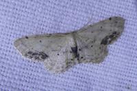 Idaea dimidiata