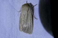 Mythimna pallens