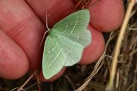 Hemistola chrysoprasaria