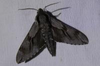 Hyloicus pinastri