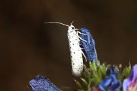 Yponomeuta malinella
