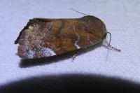 Cosmia affinis