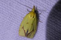 Agapeta hamana