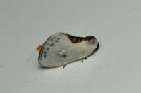 Cilix hispanica