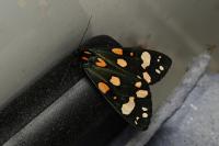Callimorpha dominula
