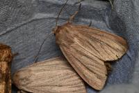 Mythimna pudorina