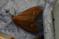 Dysauxes ancilla