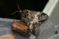 Drymonia querna