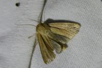 Mythimna impura
