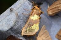 Diachrysia chrysitis