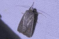 Hoplodrina ambigua