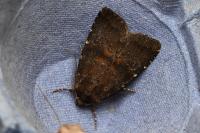 Rusina ferruginea