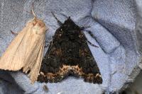 Catephia alchymista
