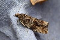 Orthotaenia undulana