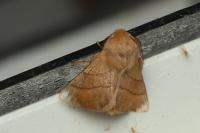 Malacosoma neustria