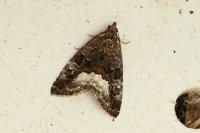 Deltote pygarga