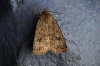 Caradrina morpheus