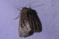 Lacanobia oleracea