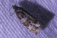 Orthotaenia undulana