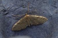 Idaea fuscovenosa