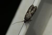 Blastobasis glandulella