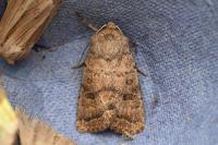 Hoplodrina octogenaria