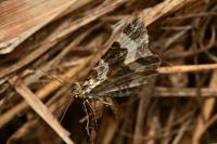 Epirrhoe rivata