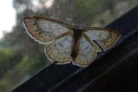 Cyclophora annularia