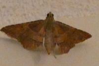 Endotricha flammealis