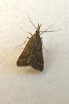 Synaphe punctalis