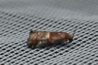 Acrobasis marmorea