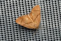Apoda limacodes