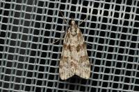 Scoparia