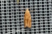 Mompha epilobiella