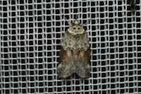 Nycteola siculana